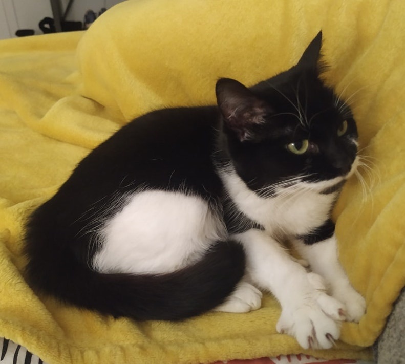 Foto Bimba