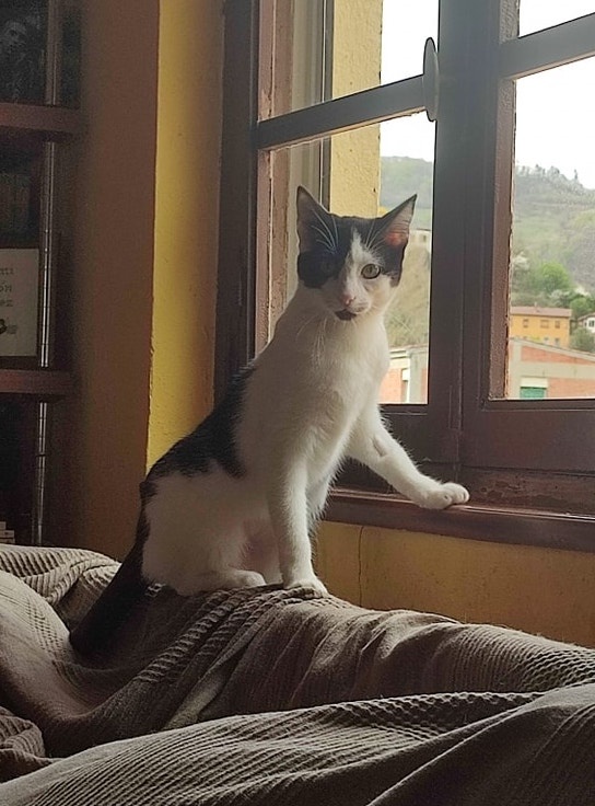 Foto Chula