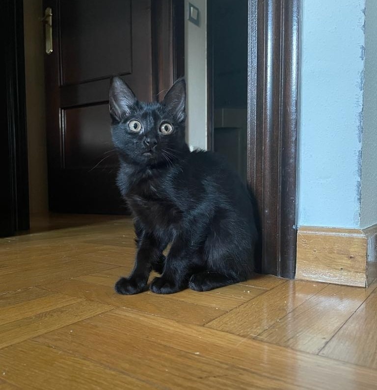 Foto Choco
