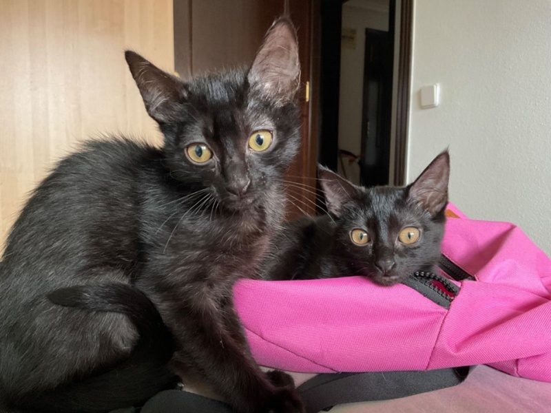Foto Choco