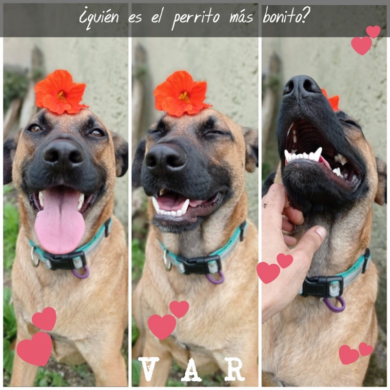 Foto Var