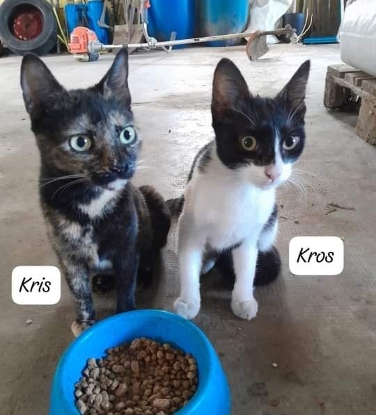 Foto Kros