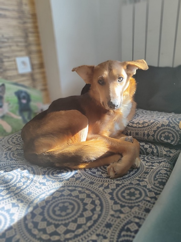 Foto Azucena
