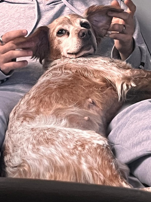 Foto Dama