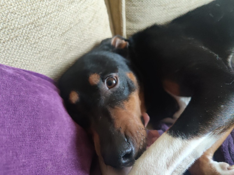 Foto Pedro
