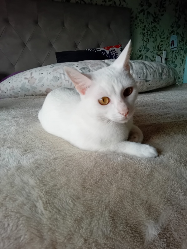 Foto Luna