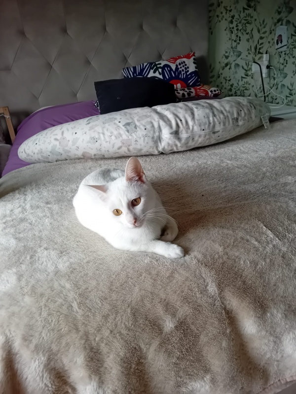 Foto Luna