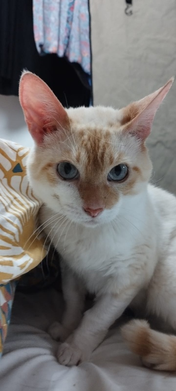 Foto Obi Wan