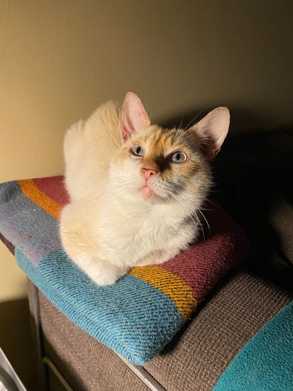 Foto Obi Wan