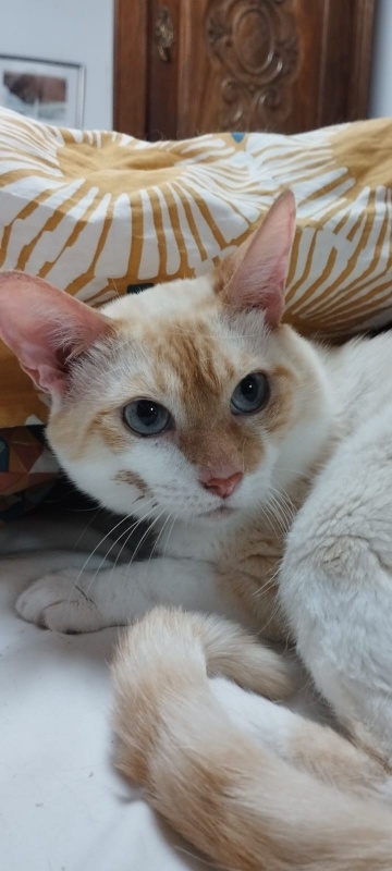 Foto Obi Wan