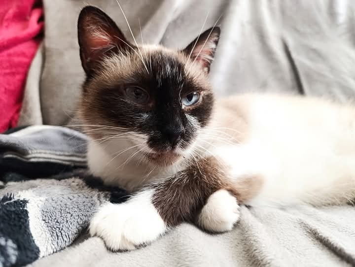 Foto Curuxa 