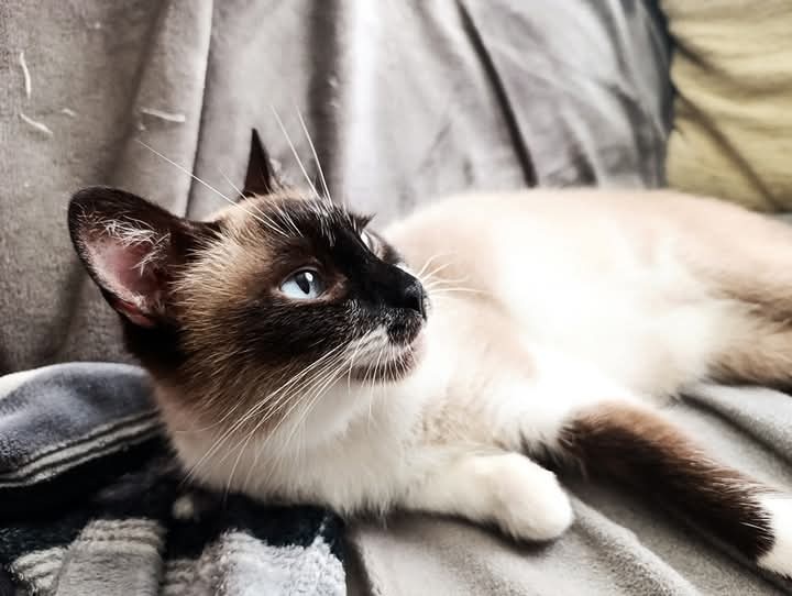 Foto Curuxa 