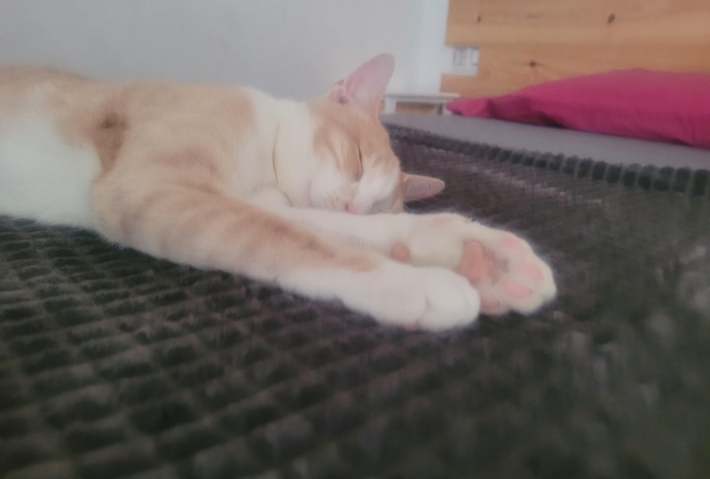 Foto Orion 
