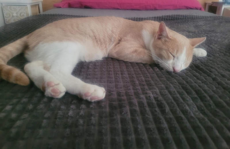 Foto Orion 