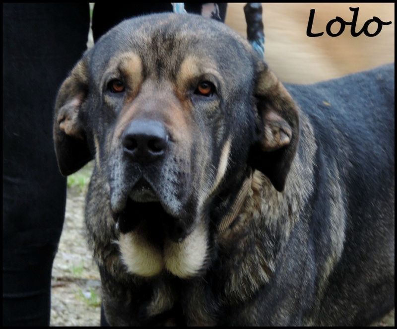 Foto Lolo