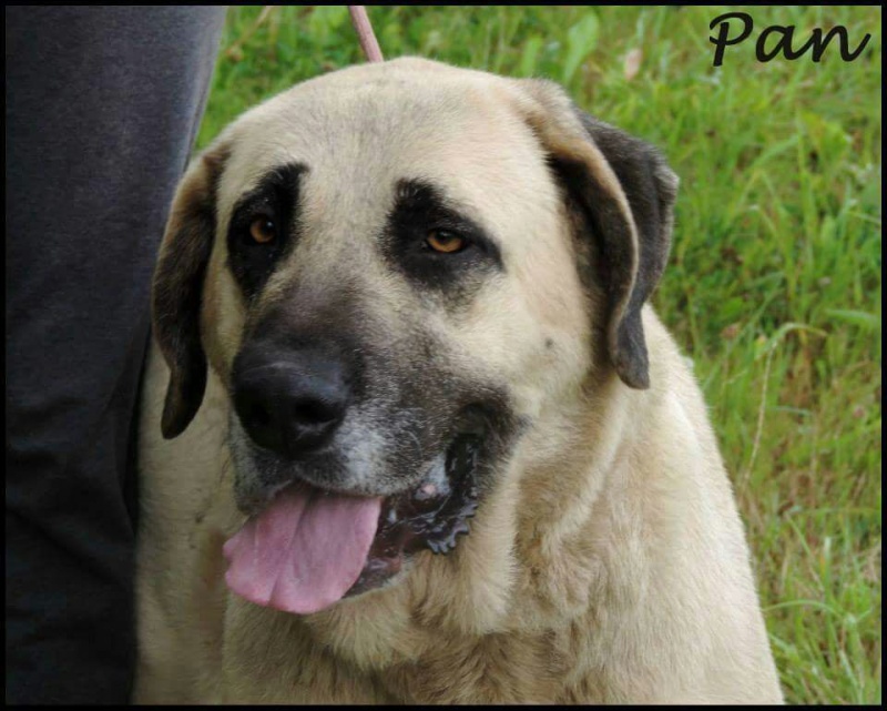 Foto Pan