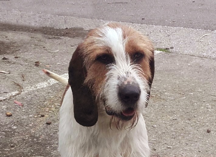 Foto Mufassa