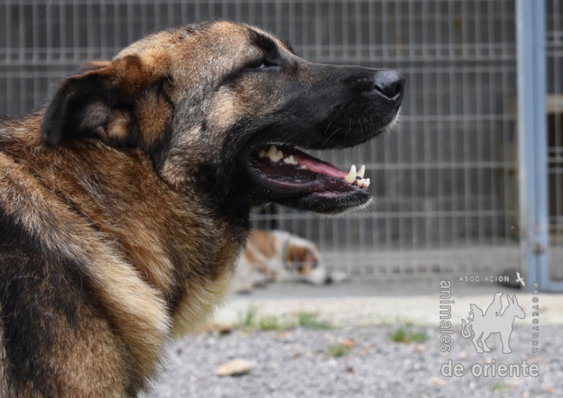 Foto Mika