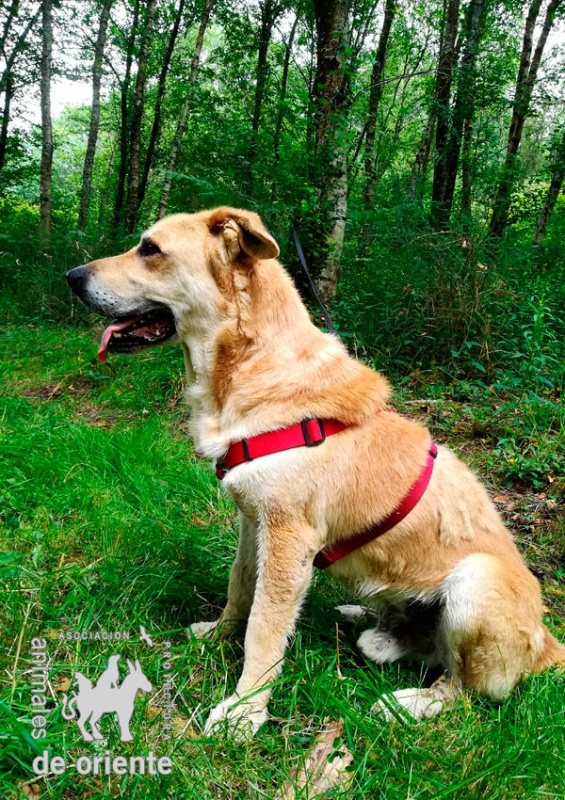 Foto Yanko