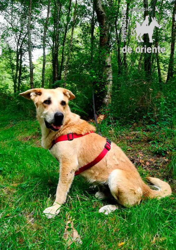 Foto Yanko