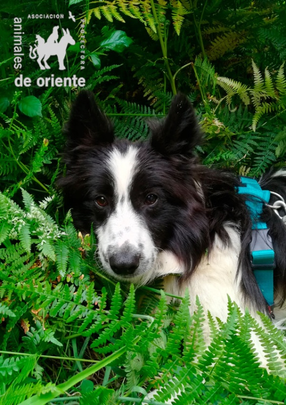Foto Casper