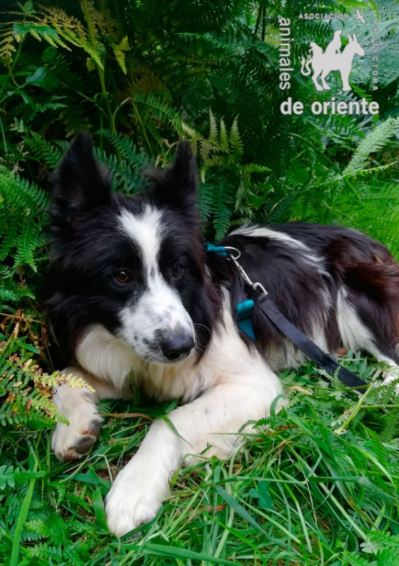 Foto Casper