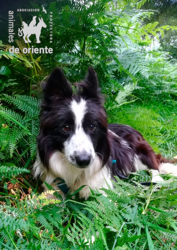 Foto Casper