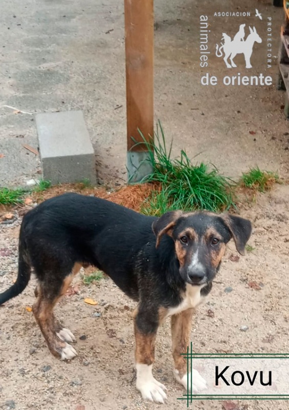 Foto Kovu