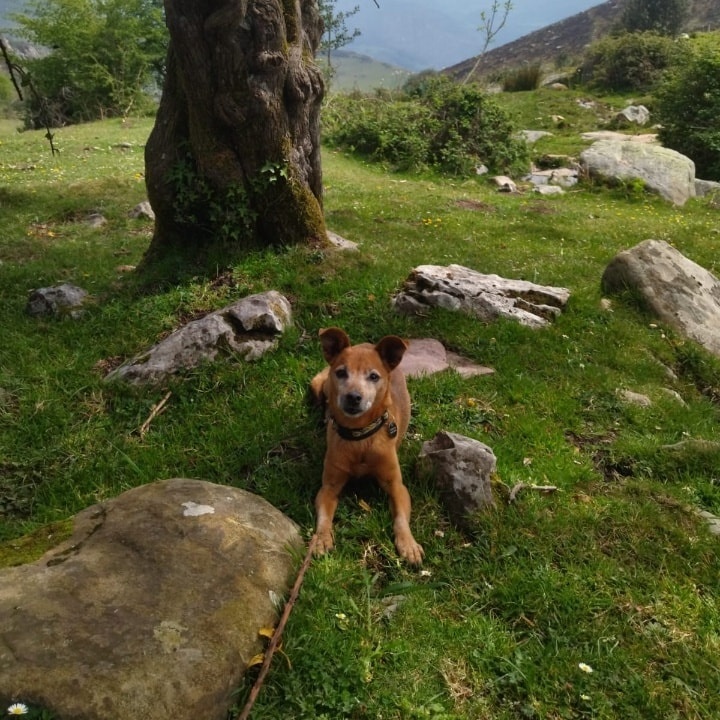Foto Locky