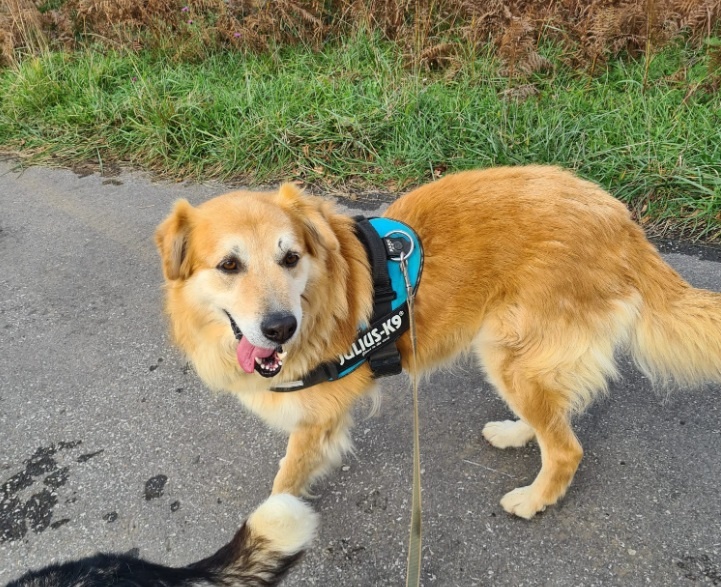 Foto Dobri