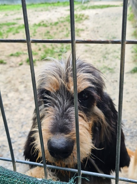 Foto Grifi