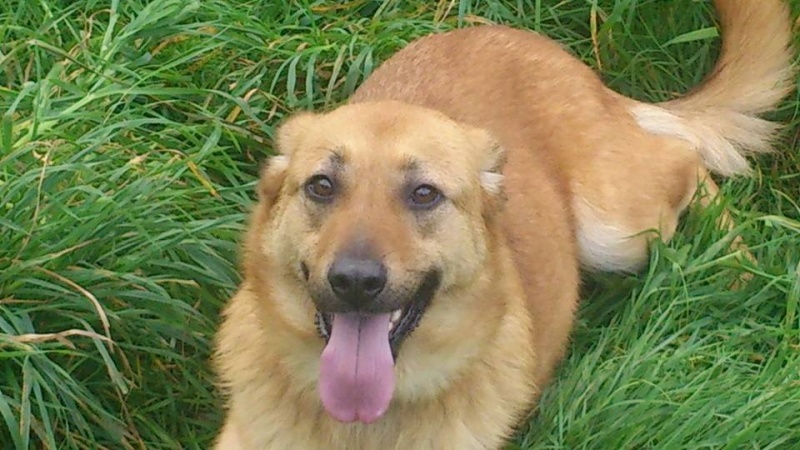 Foto Lila