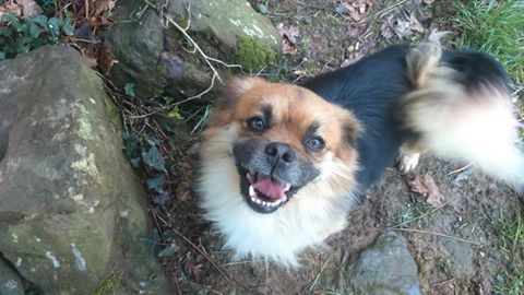 Foto Rocky