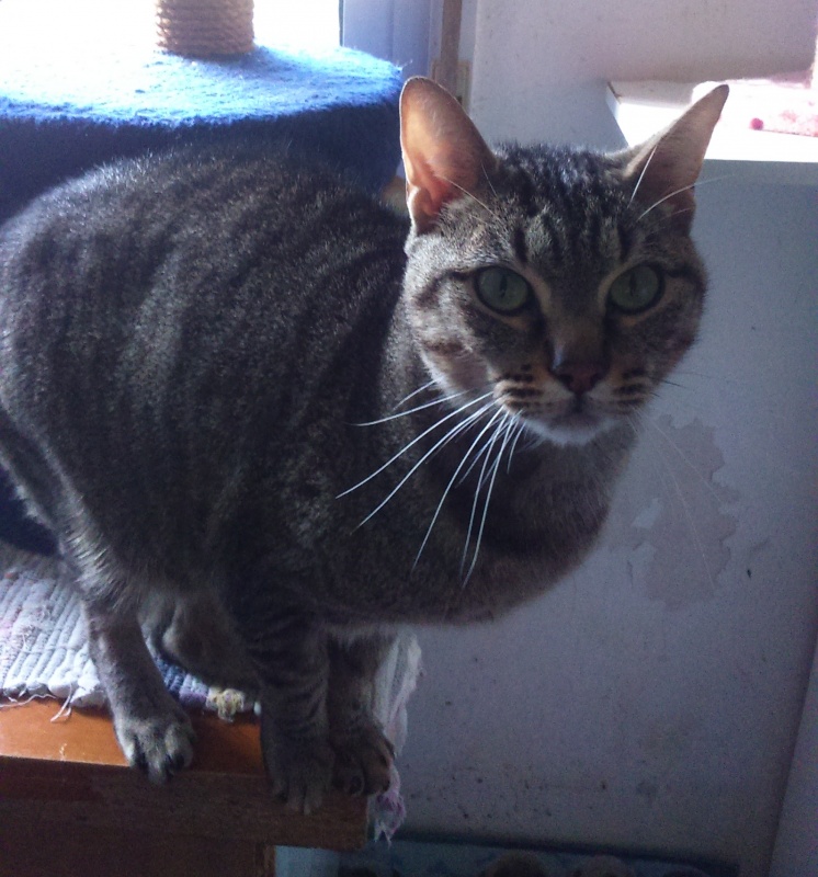 Foto Tigre