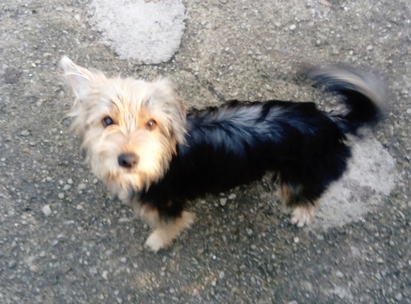 Foto Chiki