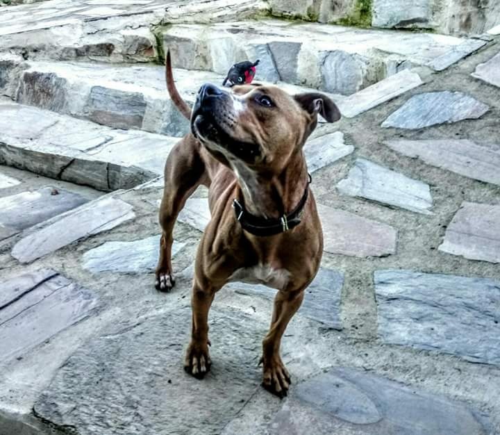 Foto Reina