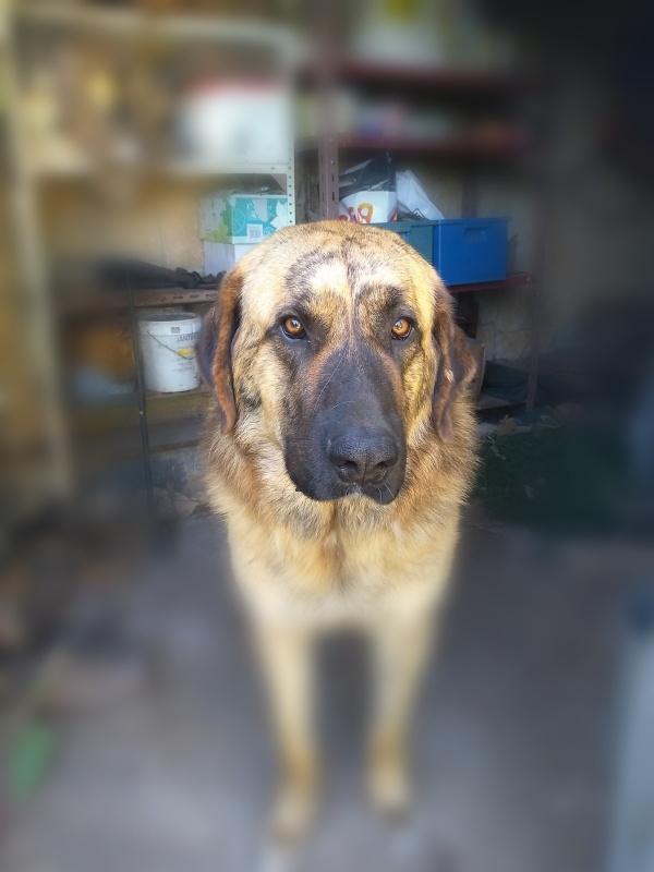 Foto Kion