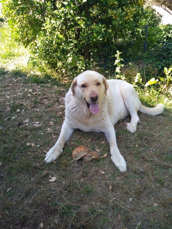 Foto Simba