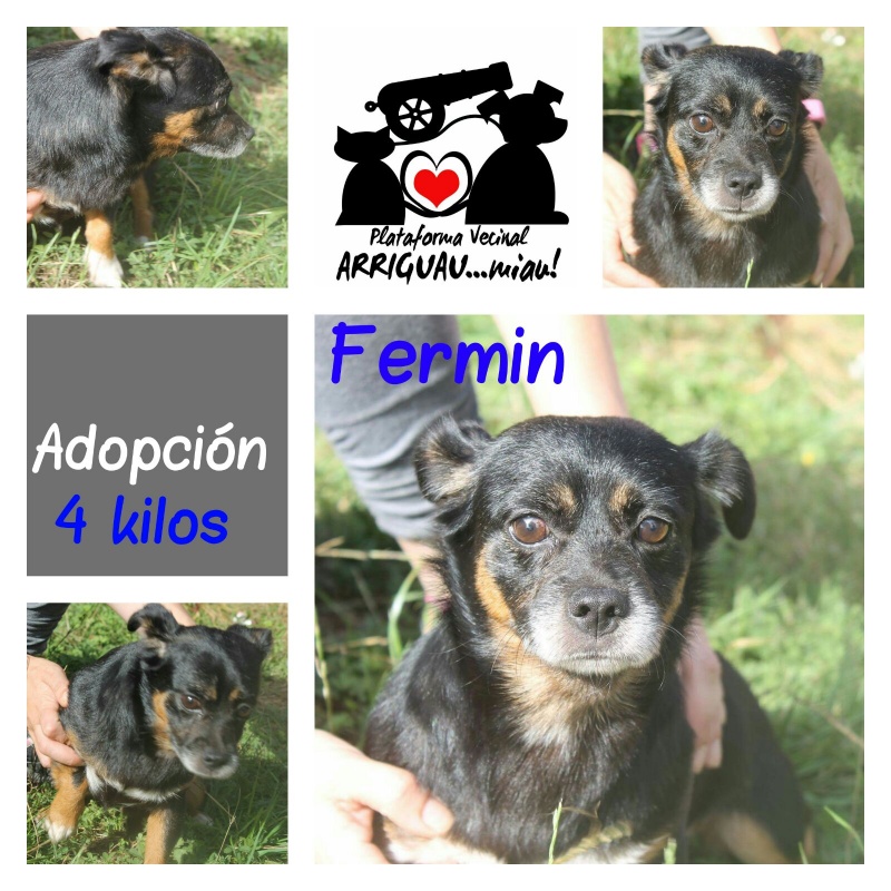Foto FERMÍN (ADOPTADO) :-)