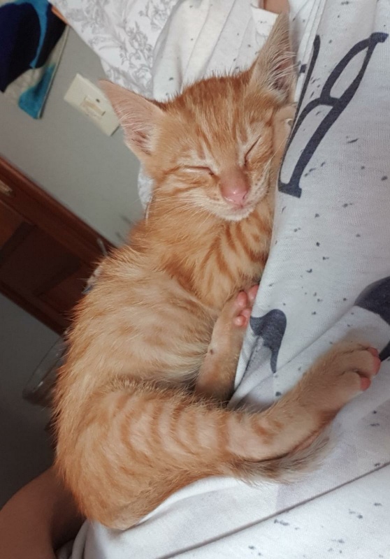 Foto Garfield