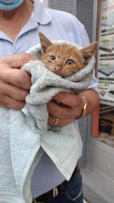 Foto Garfield