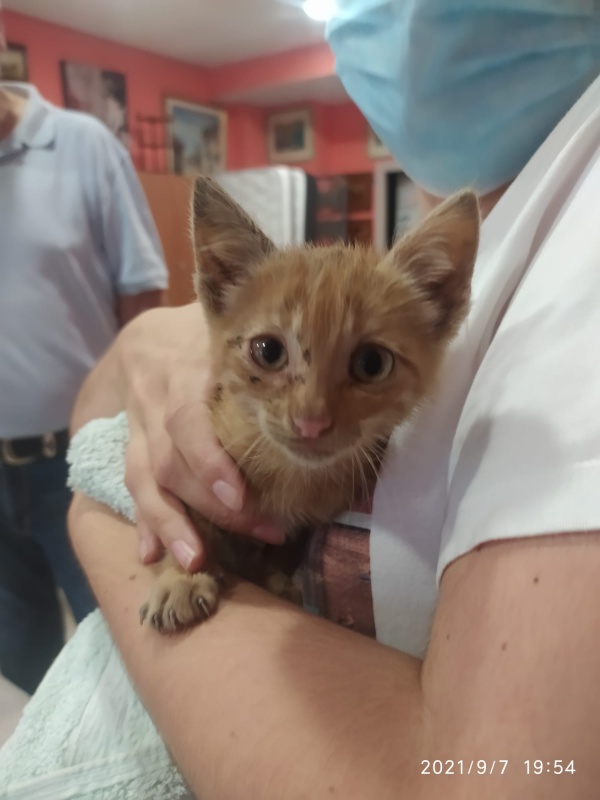 Foto Garfield