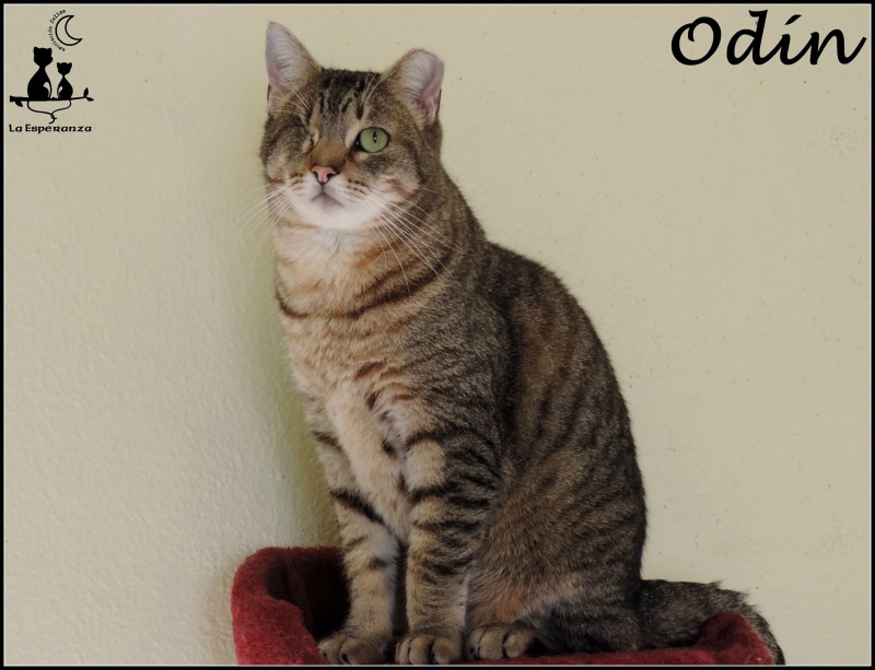 Foto Odin