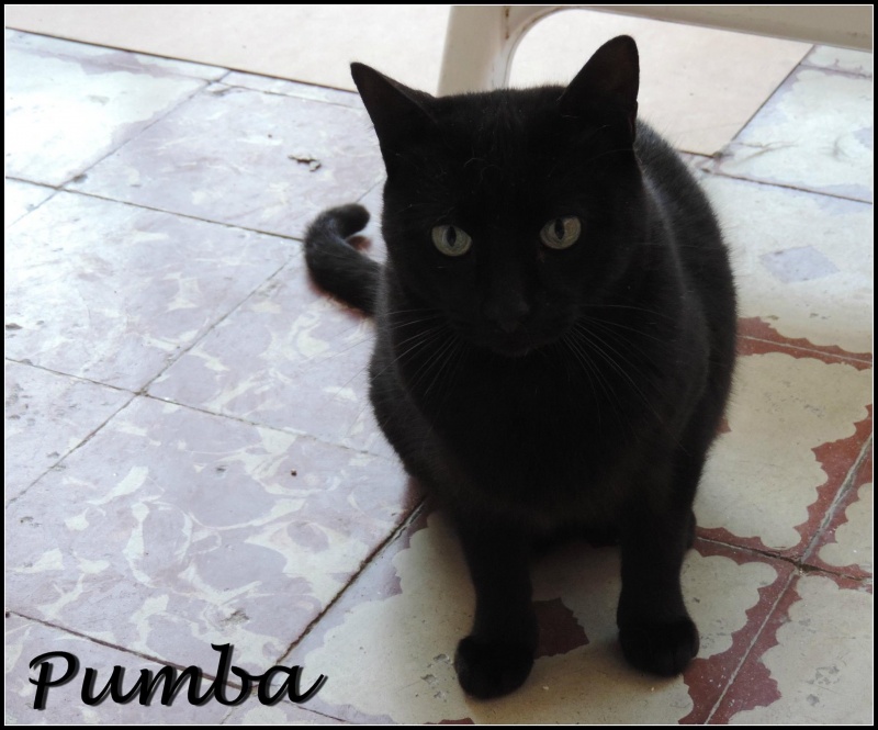 Foto Pumba