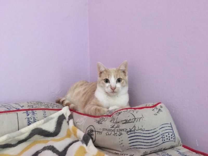 Foto Nilo