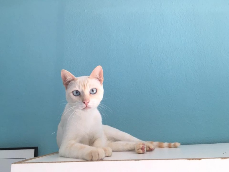 Foto Merlin