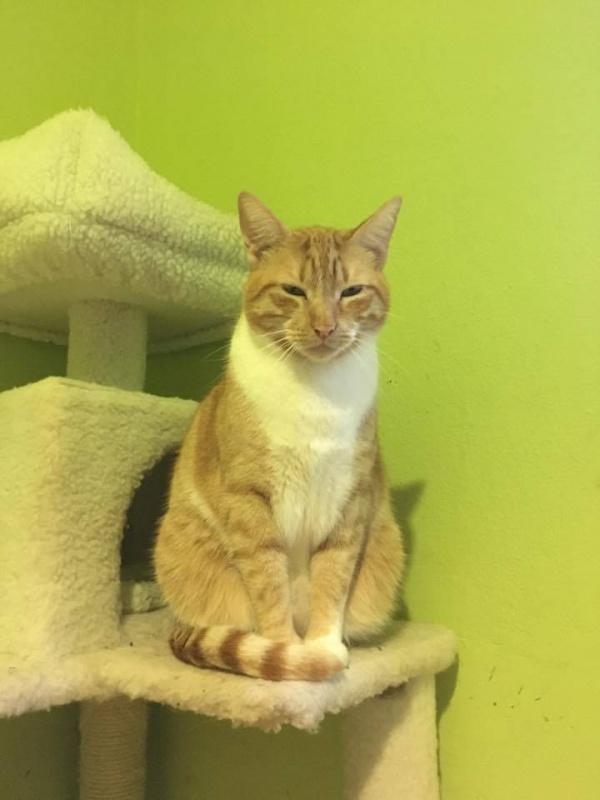 Foto Simba