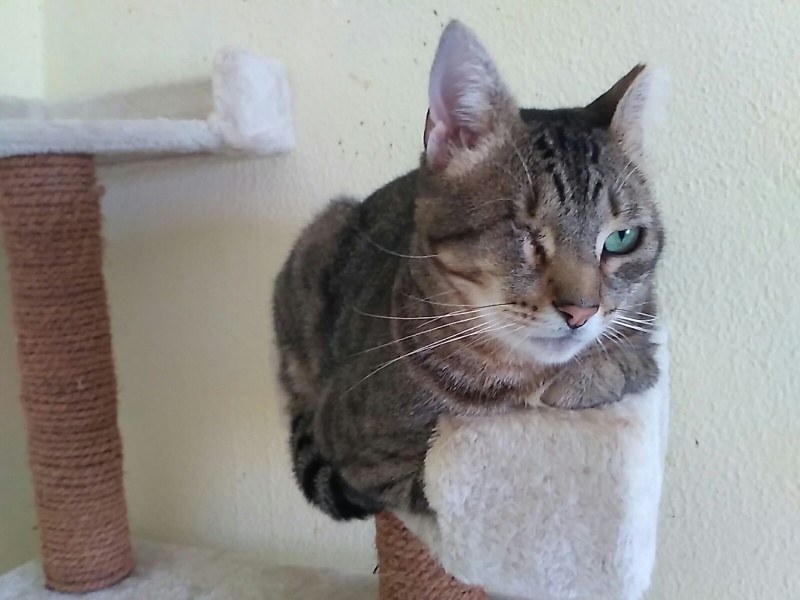 Foto Odin