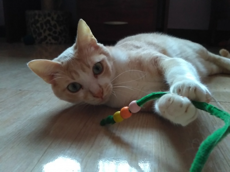Foto Nilo