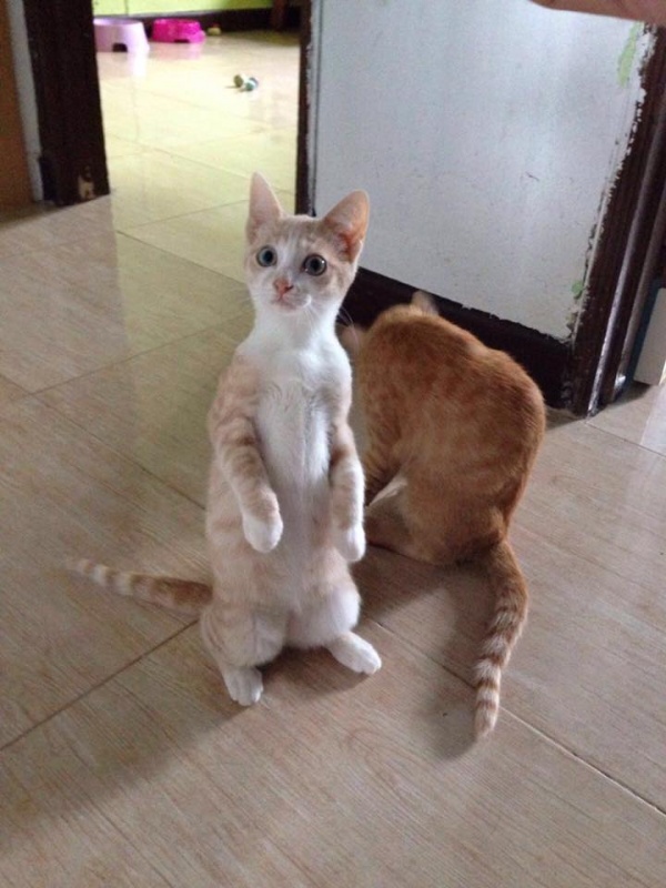 Foto Nilo